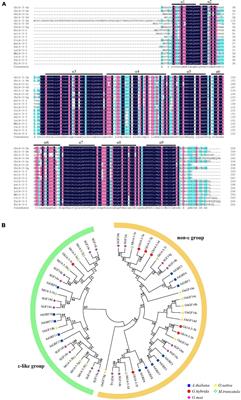 14-3-3 Proteins Are Involved in BR-Induced Ray Petal Elongation in Gerbera hybrida